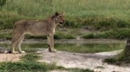African Wildlife Webcam