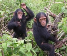 Africa Chimpanzee
