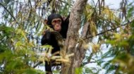 African Chimpanzee
