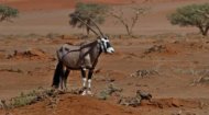 Beisa Oryx