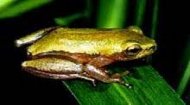 Pickersgill's Reed Frog