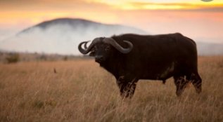 About the African Buffalo