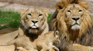 Adopt a Lion