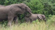 Adopt an Elephant