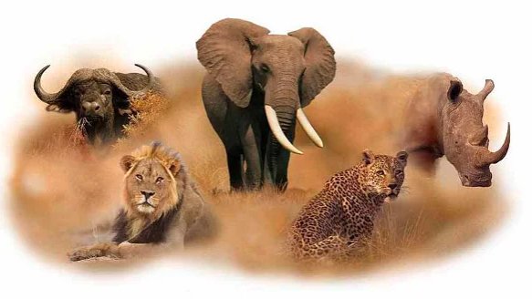 Big Five Animals
