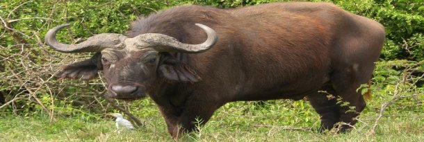 African Buffalo