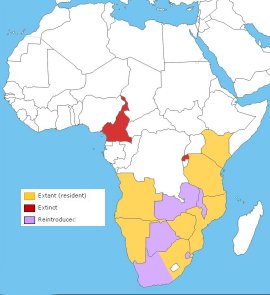 African Rhino Map