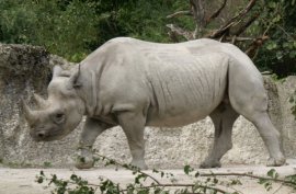 About the African Rhino