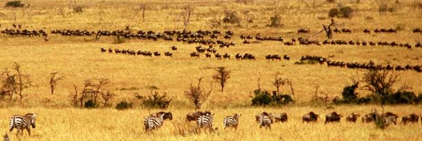 Endangered Animals of Africa