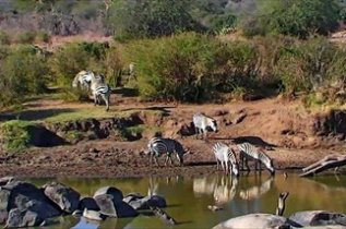 Kenya Watering Hole Webcam