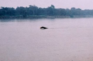 Sighting of mokele-mbembe in the savannah at night